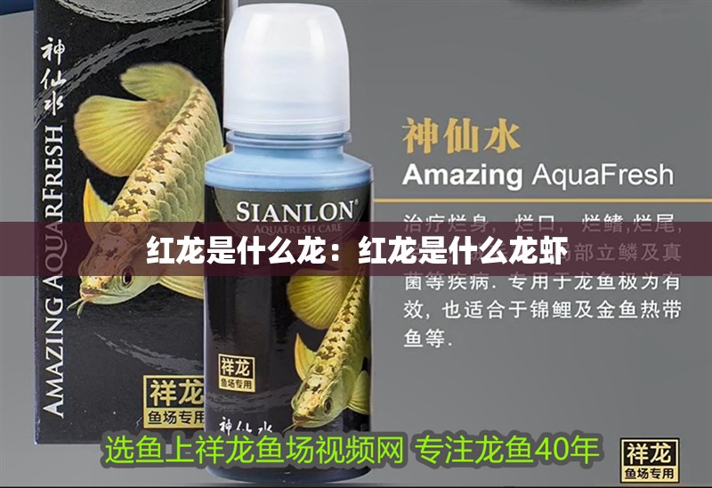 紅龍是什么龍：紅龍是什么龍蝦