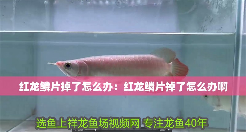 紅龍鱗片掉了怎么辦:紅龍鱗片掉了怎么辦啊