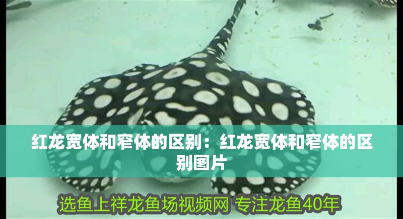 紅龍寬體和窄體的區別:紅龍寬體和窄體的區別圖片 龍魚百科 第1張 紅龍寬體和窄體的區別:紅龍寬體和窄體的區別圖片 紅龍寬體和窄體的區別:紅龍寬體和窄體的區別圖片 龍魚百科 第1張