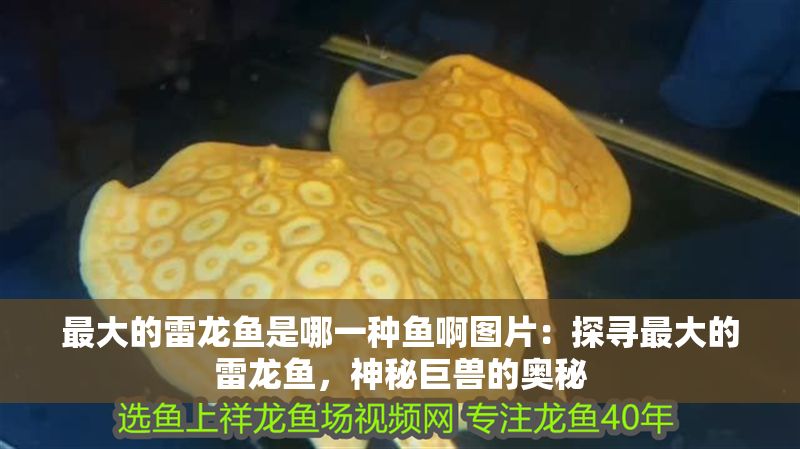 最大的雷龍魚是哪一種魚啊圖片：探尋最大的雷龍魚，神秘巨獸的奧秘