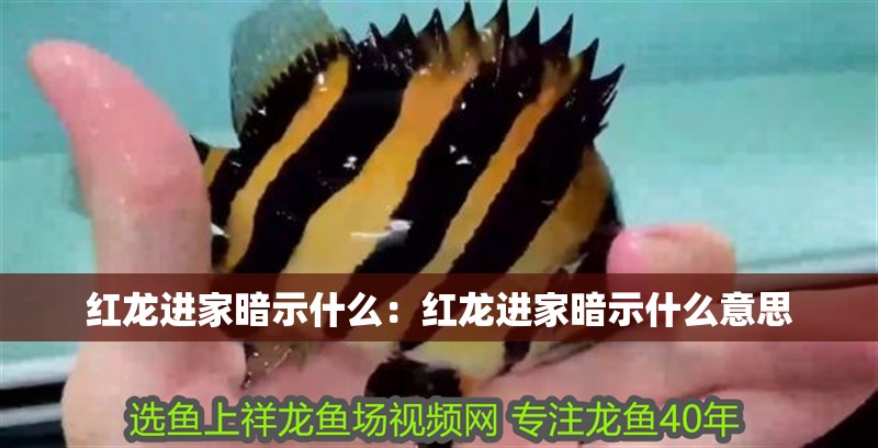 紅龍進家暗示什么：紅龍進家暗示什么意思