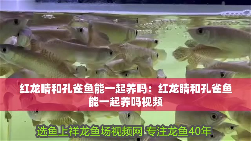 紅龍睛和孔雀魚能一起養嗎：紅龍睛和孔雀魚能一起養嗎視頻