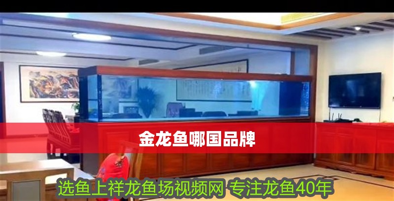 金龍魚哪國品牌 金龍魚哪國品牌 龍魚百科 第2張