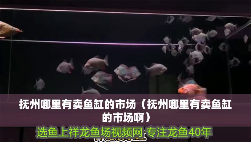 撫州哪里有賣魚缸的市場（撫州哪里有賣魚缸的市場啊） 撫州哪里有賣魚缸的市場（撫州哪里有賣魚缸的市場啊） 龍魚百科 第1張