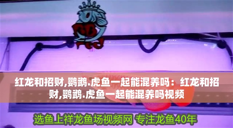 紅龍和招財(cái),鸚鵡.虎魚一起能混養(yǎng)嗎：紅龍和招財(cái),鸚鵡.虎魚一起能混養(yǎng)嗎視頻