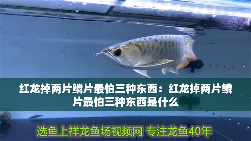 紅龍掉兩片鱗片最怕三種東西：紅龍掉兩片鱗片最怕三種東西是什么