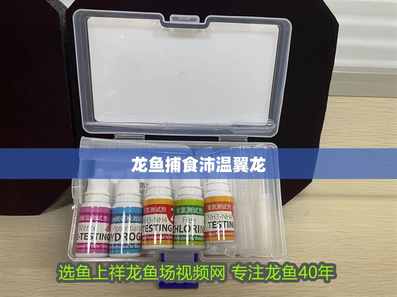 龍魚捕食沛溫翼龍