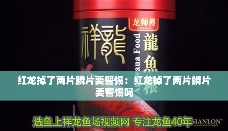 紅龍掉了兩片鱗片要警惕:紅龍掉了兩片鱗片要警惕嗎
