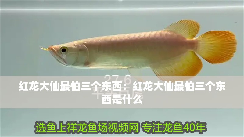 紅龍大仙最怕三個(gè)東西:紅龍大仙最怕三個(gè)東西是什么 龍魚百科 第1張 紅龍大仙最怕三個(gè)東西:紅龍大仙最怕三個(gè)東西是什么 紅龍大仙最怕三個(gè)東西:紅龍大仙最怕三個(gè)東西是什么 龍魚百科 第1張