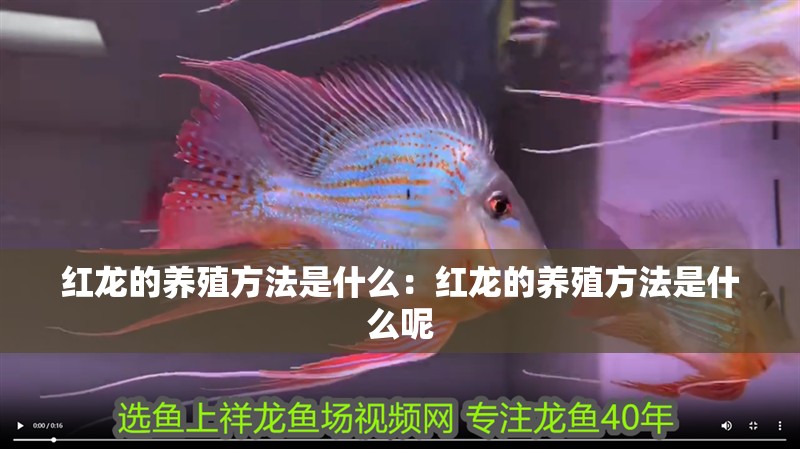 紅龍的養殖方法是什么:紅龍的養殖方法是什么呢