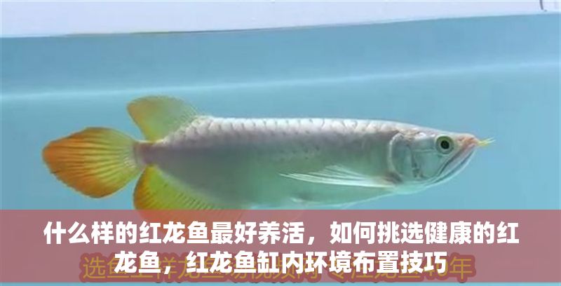 什么樣的紅龍魚最好養活，如何挑選健康的紅龍魚，紅龍魚缸內環境布置技巧