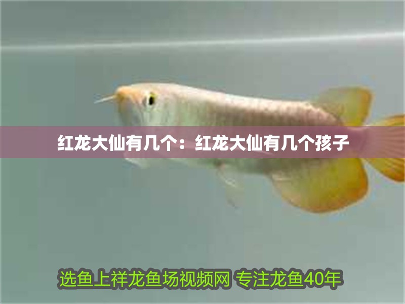 紅龍大仙有幾個：紅龍大仙有幾個孩子
