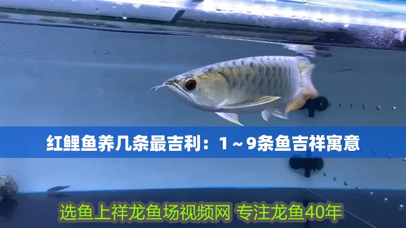 紅鯉魚養幾條最吉利：1～9條魚吉祥寓意