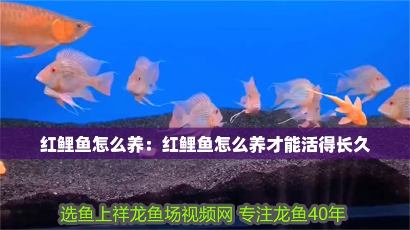 紅鯉魚(yú)怎么養(yǎng)：紅鯉魚(yú)怎么養(yǎng)才能活得長(zhǎng)久 紅鯉魚(yú)怎么養(yǎng)：紅鯉魚(yú)怎么養(yǎng)才能活得長(zhǎng)久 龍魚(yú)百科 第2張
