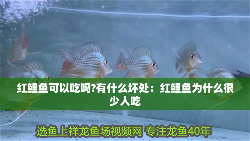 紅鯉魚可以吃嗎?有什么壞處：紅鯉魚為什么很少人吃