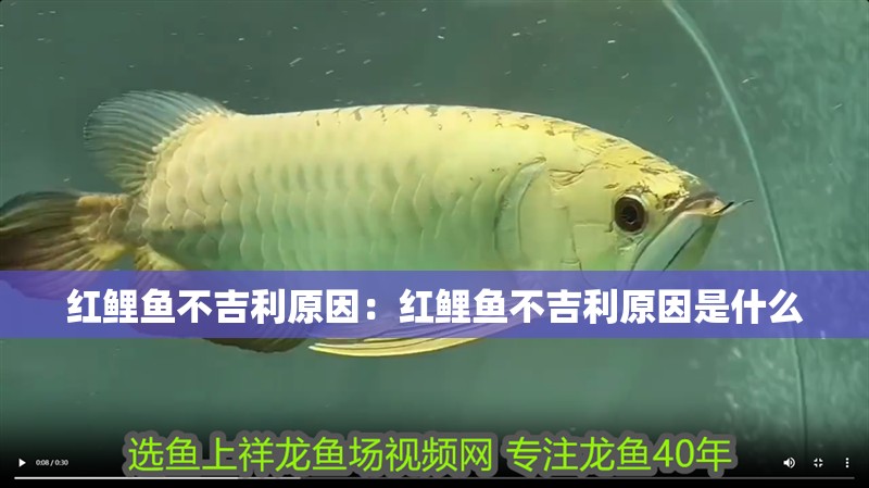 紅鯉魚不吉利原因：紅鯉魚不吉利原因是什么