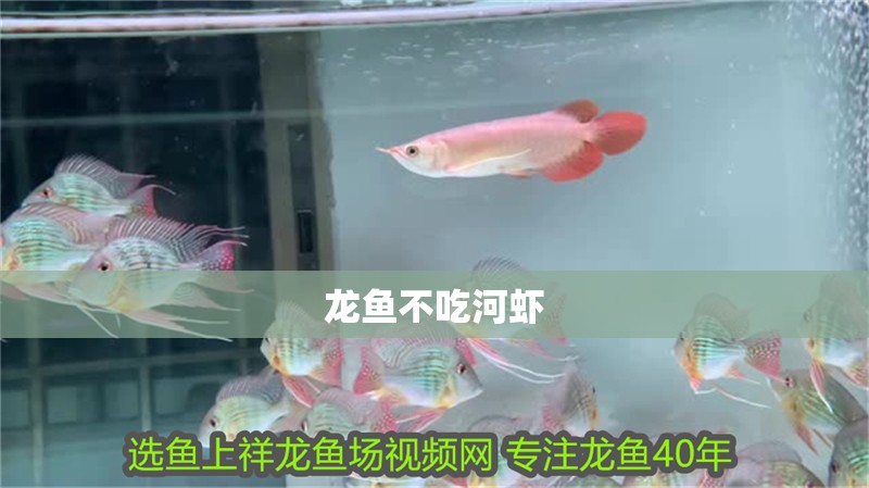 龍魚不吃河蝦