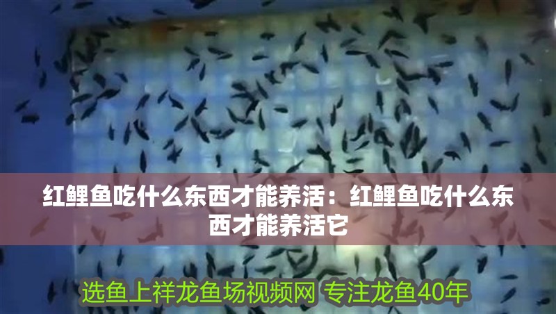 紅鯉魚吃什么東西才能養活：紅鯉魚吃什么東西才能養活它 紅鯉魚吃什么東西才能養活：紅鯉魚吃什么東西才能養活它 龍魚百科 第1張