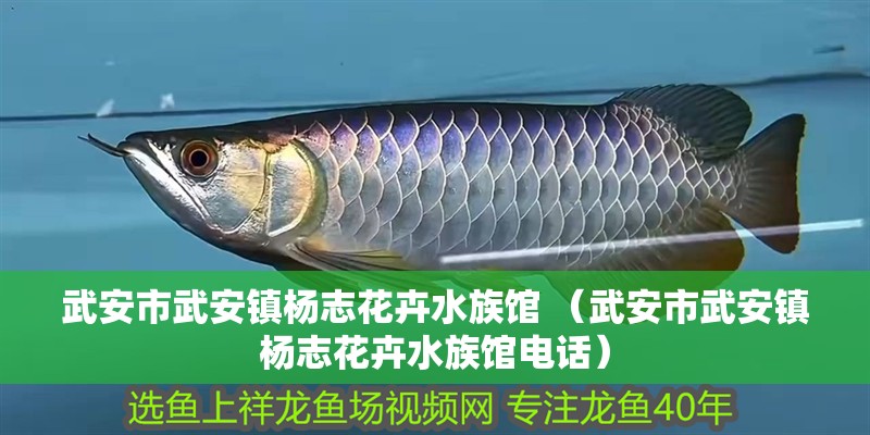 <strong><mark>武安</mark></strong>市<strong><mark>武安</mark></strong>鎮(zhèn)楊志花卉水族館 （<strong><mark>武安</mark></strong>市<strong><mark>武安</mark></strong>鎮(zhèn)楊志花卉水族館電話）