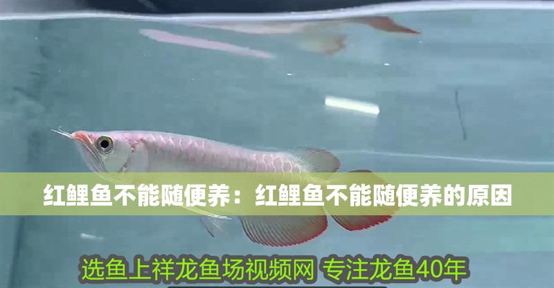 紅鯉魚不能隨便養:紅鯉魚不能隨便養的原因 龍魚百科 第2張 紅鯉魚不能隨便養:紅鯉魚不能隨便養的原因 紅鯉魚不能隨便養:紅鯉魚不能隨便養的原因 龍魚百科 第2張