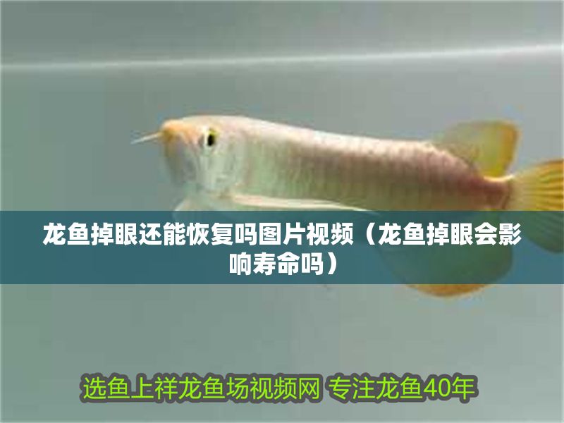 龍魚掉眼還能恢復嗎圖片視頻（龍魚掉眼會影響壽命嗎）