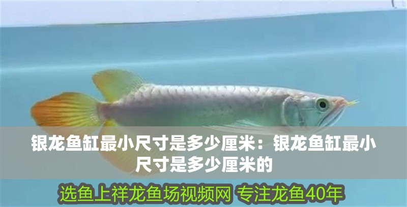 銀龍魚缸最小尺寸是多少厘米:銀龍魚缸最小尺寸是多少厘米的