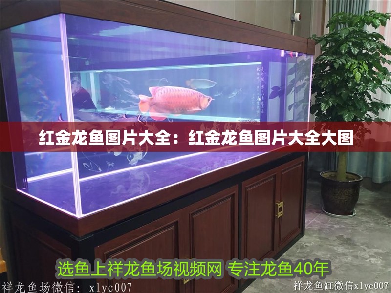 紅金龍魚圖片大全：紅金龍魚圖片大全大圖