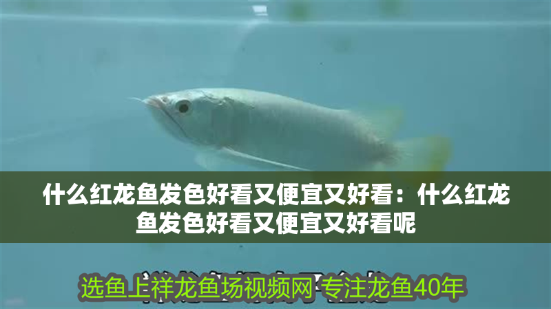 什么紅龍魚(yú)發(fā)色好看又便宜又好看：什么紅龍魚(yú)發(fā)色好看又便宜又好看呢