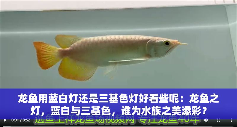 龍魚用藍白燈還是三基色燈好看些呢：龍魚之燈，藍白與三基色，誰為水族之美添彩？