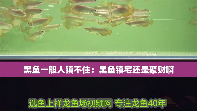 黑魚一般人鎮(zhèn)不住：黑魚鎮(zhèn)宅還是聚財(cái)啊 黑魚一般人鎮(zhèn)不住：黑魚鎮(zhèn)宅還是聚財(cái)啊 龍魚百科 第2張