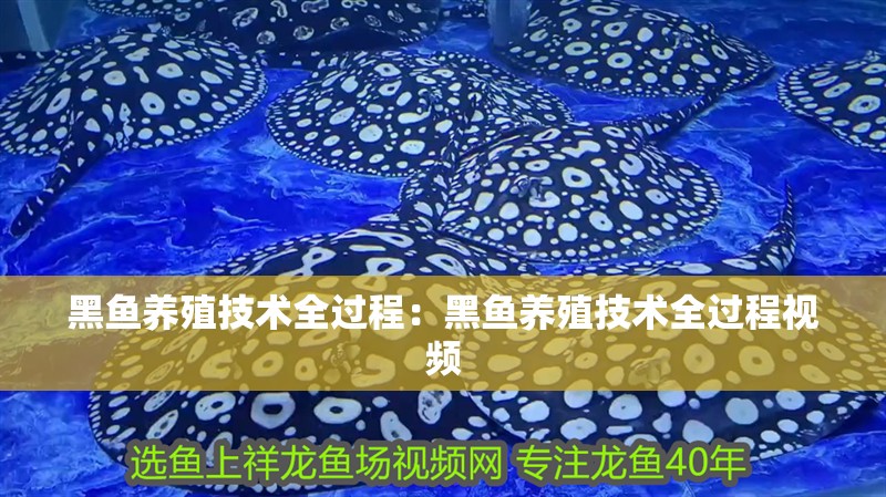 黑魚養殖技術全過程：黑魚養殖技術全過程視頻 黑魚養殖技術全過程：黑魚養殖技術全過程視頻 龍魚百科 第2張