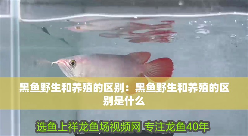 黑魚野生和養(yǎng)殖的區(qū)別：黑魚野生和養(yǎng)殖的區(qū)別是什么