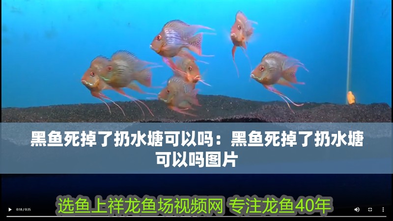 黑魚死掉了扔水塘可以嗎:黑魚死掉了扔水塘可以嗎圖片