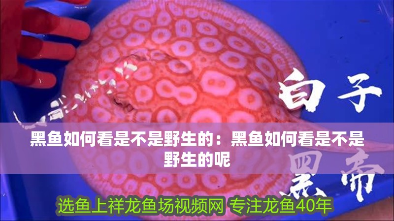 黑魚如何看是不是野生的：黑魚如何看是不是野生的呢