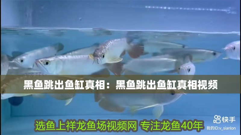 黑魚跳出魚缸真相：黑魚跳出魚缸真相視頻 黑魚跳出魚缸真相：黑魚跳出魚缸真相視頻 龍魚百科 第1張