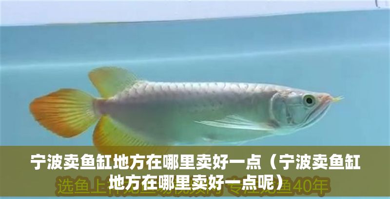 寧波賣魚缸地方在哪里賣好一點（寧波賣魚缸地方在哪里賣好一點呢）