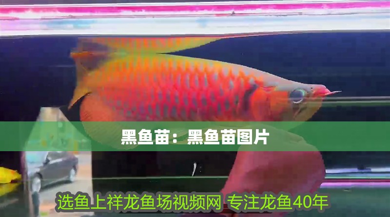 黑魚(yú)苗：黑魚(yú)苗圖片