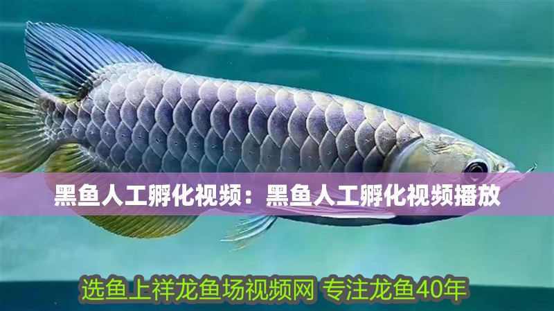 黑魚人工孵化視頻：黑魚人工孵化視頻播放