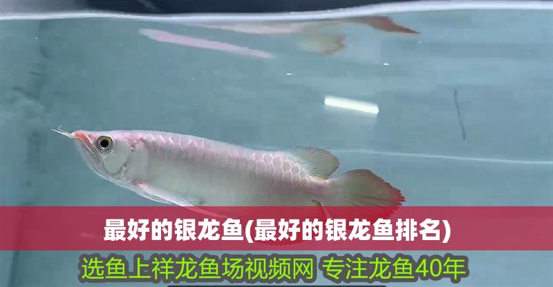 最好的銀龍魚(最好的銀龍魚排名)