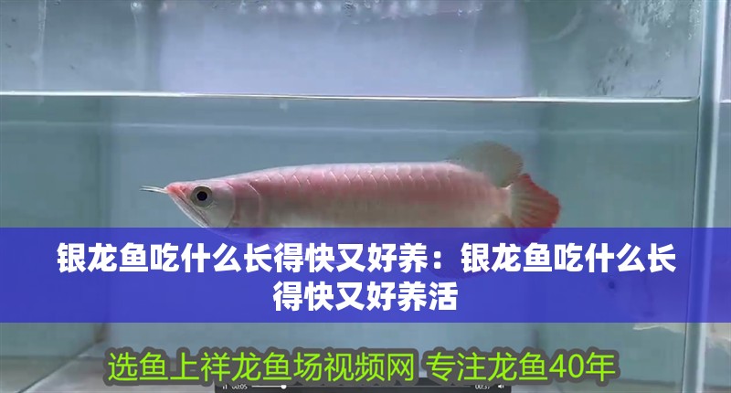 銀龍魚吃什么長得快又好養(yǎng)：銀龍魚吃什么長得快又好養(yǎng)活