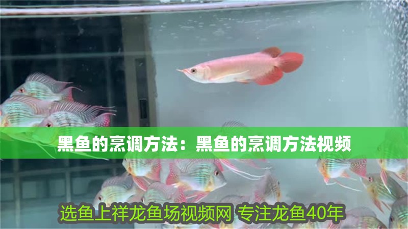 黑魚的烹調方法:黑魚的烹調方法視頻 龍魚百科 第1張 黑魚的烹調方法:黑魚的烹調方法視頻 黑魚的烹調方法:黑魚的烹調方法視頻 龍魚百科 第1張