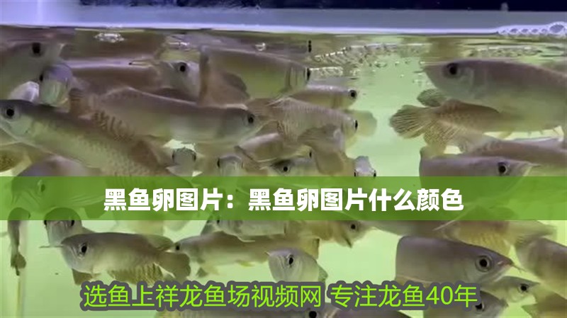 黑魚卵圖片：黑魚卵圖片什么顏色
