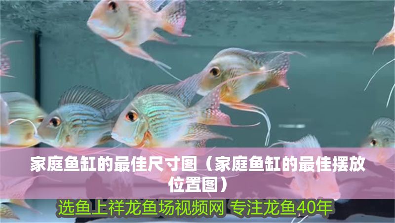 家庭魚缸的最佳尺寸圖(家庭魚缸的最佳擺放位置圖) 龍魚百科 第1張 家庭魚缸的最佳尺寸圖(家庭魚缸的最佳擺放位置圖) 家庭魚缸的最佳尺寸圖(家庭魚缸的最佳擺放位置圖) 龍魚百科 第1張