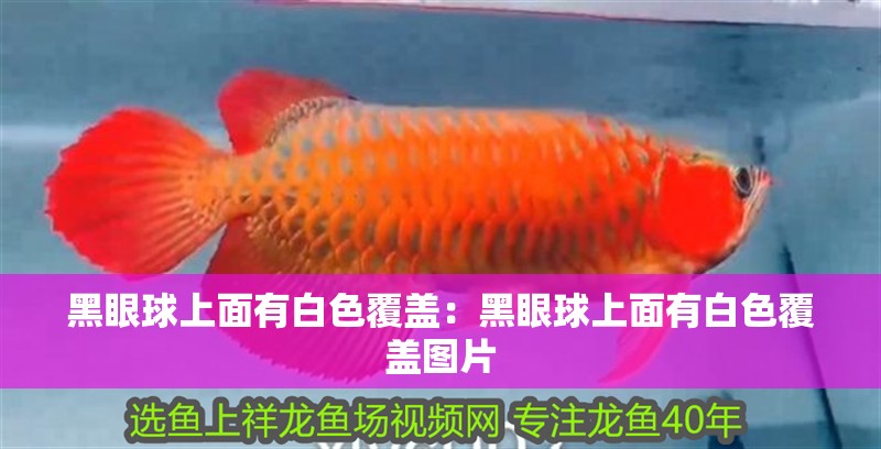 黑眼球上面有白色覆蓋：黑眼球上面有白色覆蓋圖片