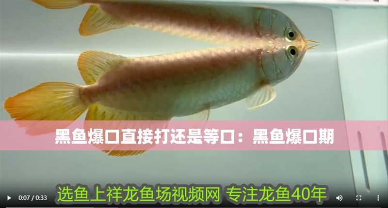 黑魚爆口直接打還是等口：黑魚爆口期