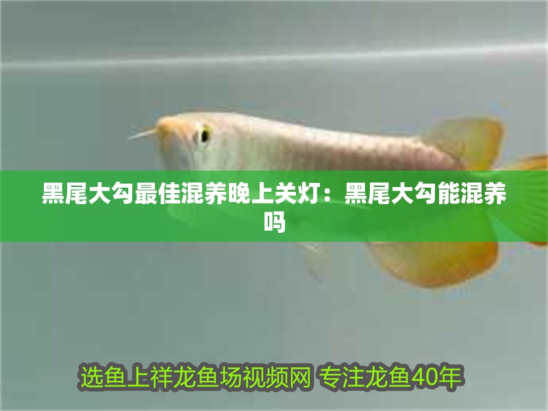 黑尾大勾最佳混養晚上關燈：黑尾大勾能混養嗎 黑尾大勾最佳混養晚上關燈：黑尾大勾能混養嗎 龍魚百科 第2張