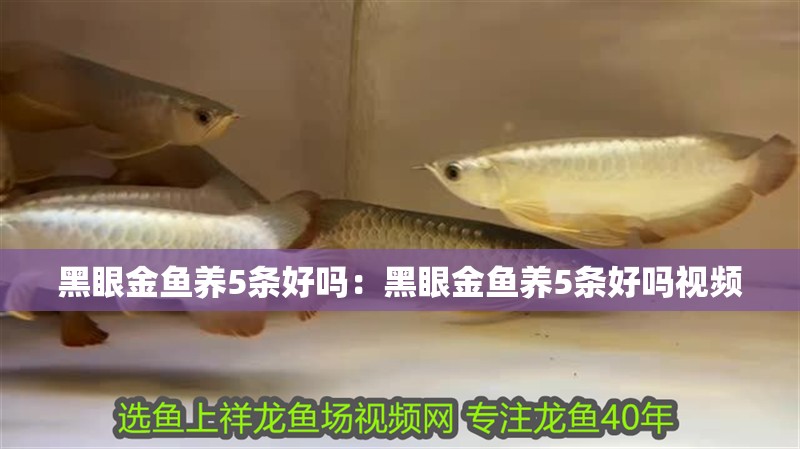 黑眼金魚養(yǎng)5條好嗎：黑眼金魚養(yǎng)5條好嗎視頻