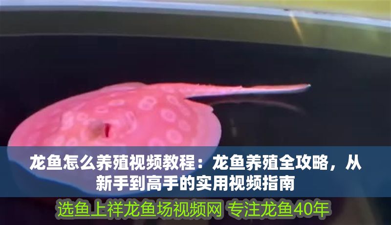 龍魚怎么養殖視頻教程：龍魚養殖全攻略，從新手到高手的實用視頻指南