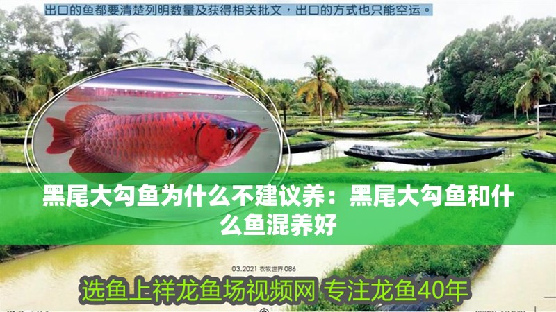 黑尾大勾魚為什么不建議養：黑尾大勾魚和什么魚混養好
