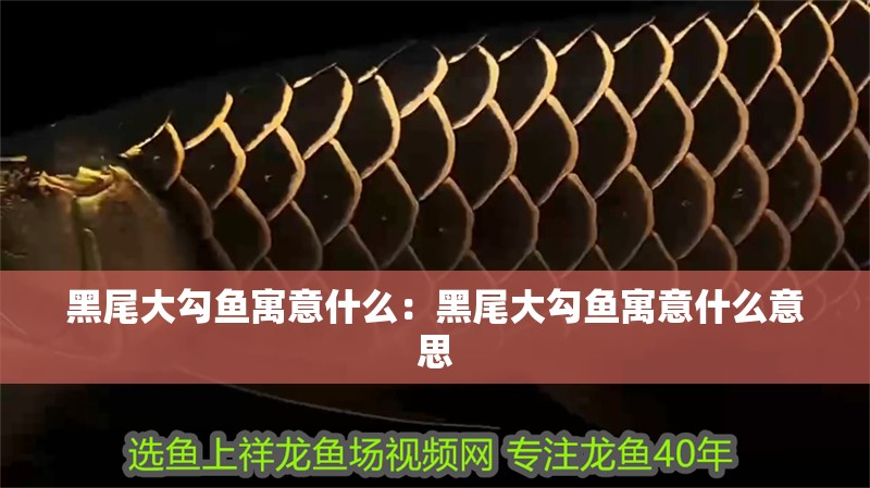 黑尾大勾魚寓意什么：黑尾大勾魚寓意什么意思